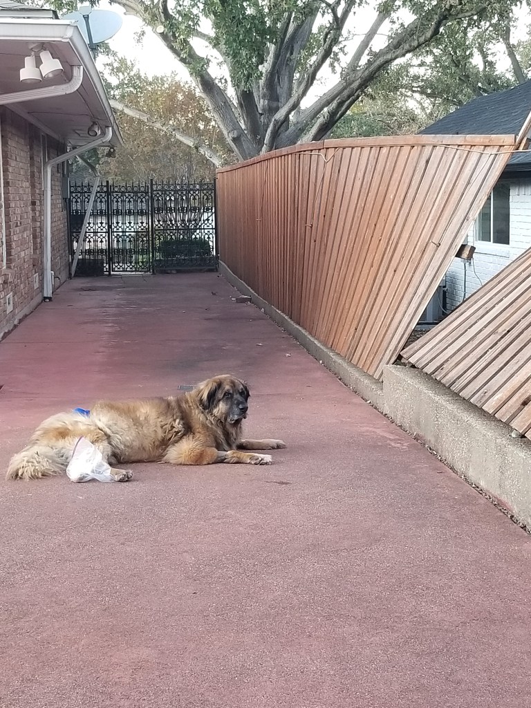 The photo shows our Leonberger Bronco lying in our backyard in front of our broken fence. He has a plastic bag over his foot where he has a bandage.