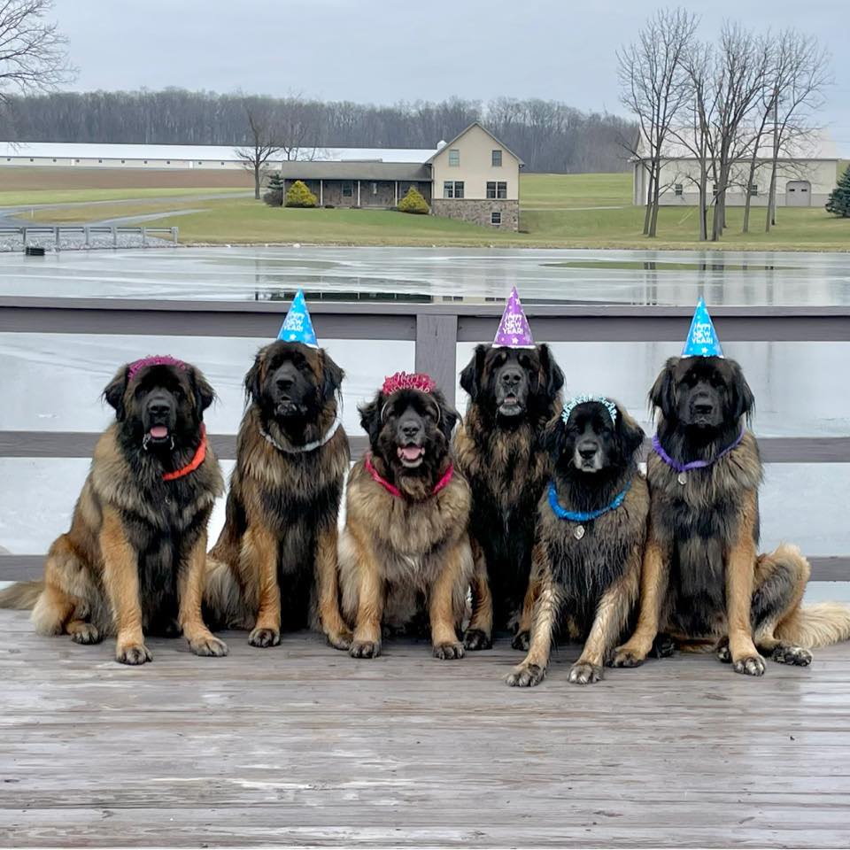 Six Leonbergers with celebration hats are looking straight into the camera.