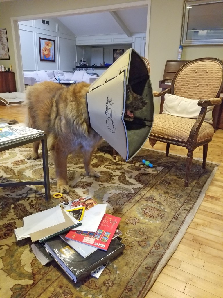 The photo shows our Leonberger Bronco wearing a large soft cone. He has just pulled the content on a table off the table onto the floor.