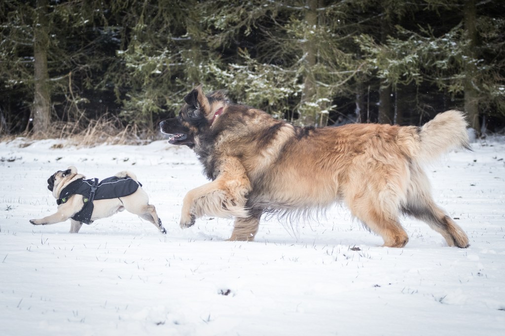 In a snowy forest a Leonberger and a pug are running towards the left.