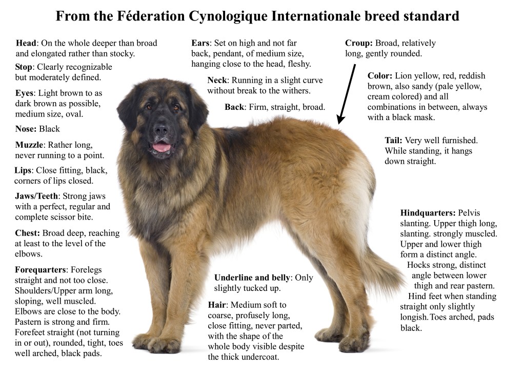 It is a picture of a Leonberger with 18 specifications in black text.