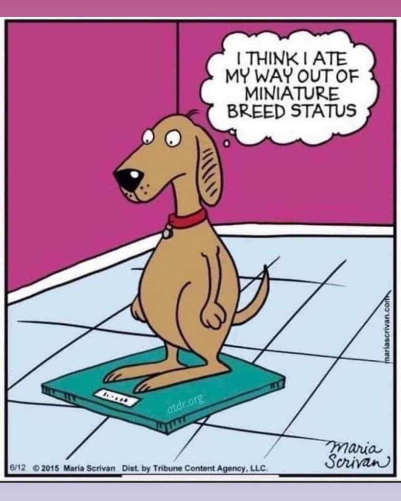 A dog standing on a scale telling himself “I think I ate my way out of the miniature breed status”