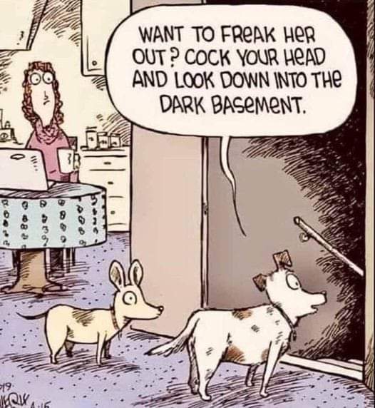 A woman is looking at her two dogs while one dog tells the other “Want to freak her out?  Cock your head and look down into the dark basement.”