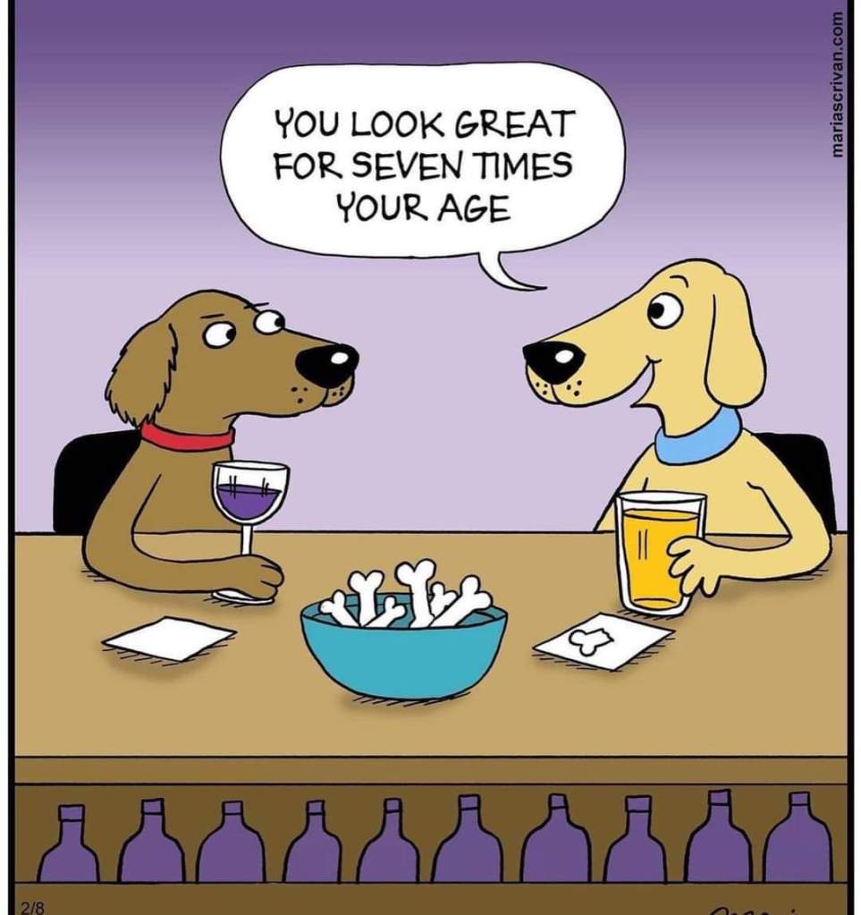 Two dogs on a date. One dog tells the other : You look great for seven times your age.
