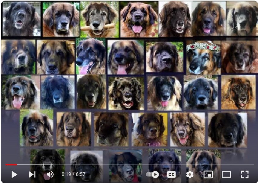 Photo of 32 Leonberger faces