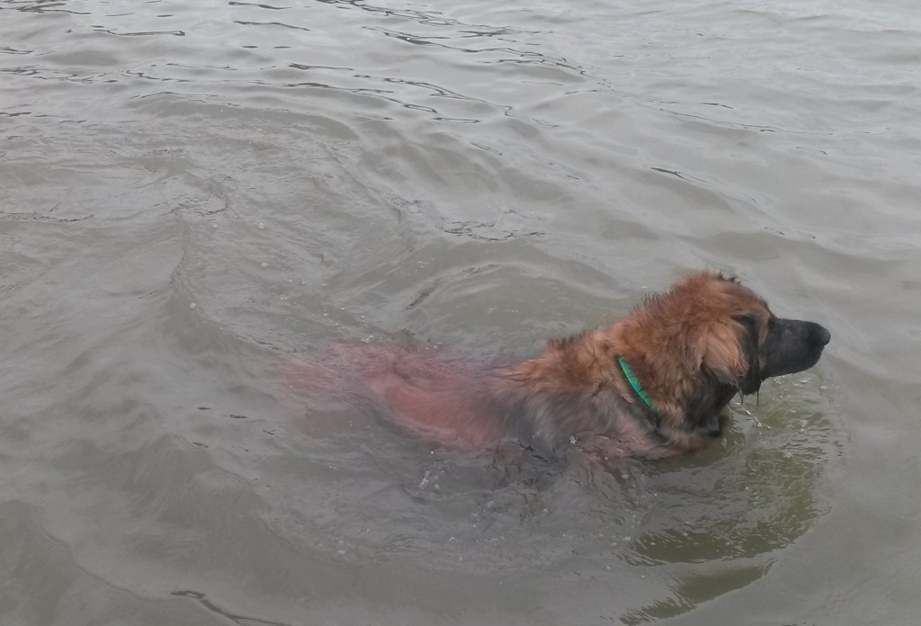 A Leonberger swimming in lake water