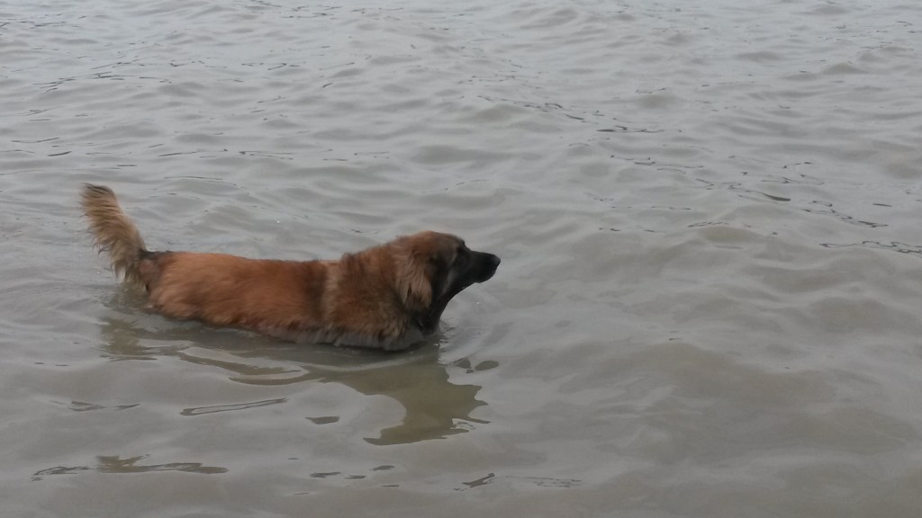 A Leonberger standing in lake water