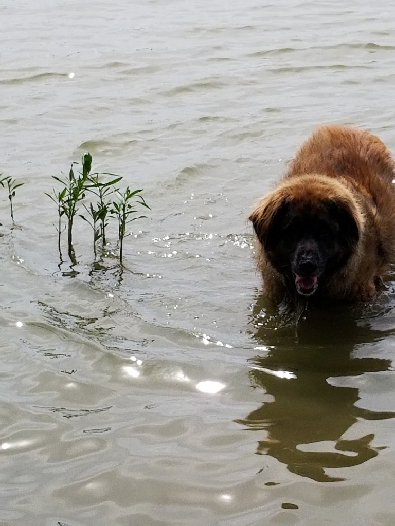 A Leonberger standing in lake water