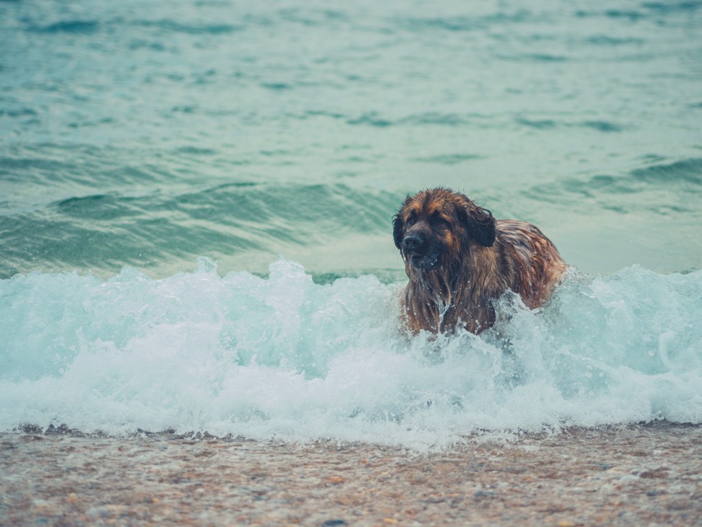 A Leonberger standing in beach waves