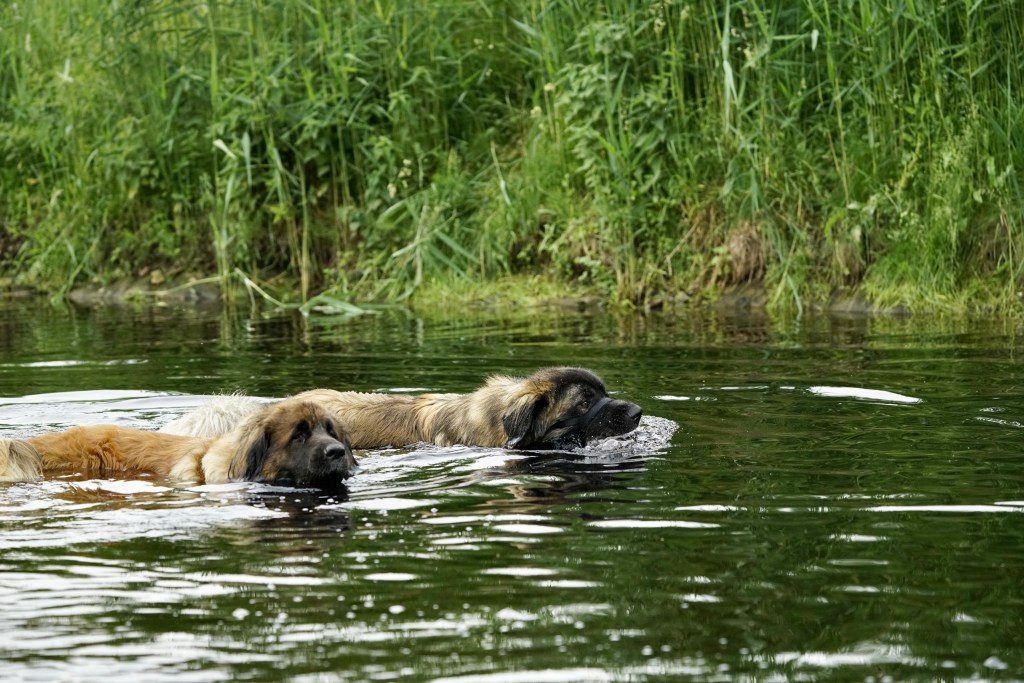 Two Leonbergers swimming next to each other