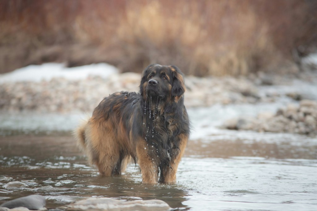 Leonberger standing in water