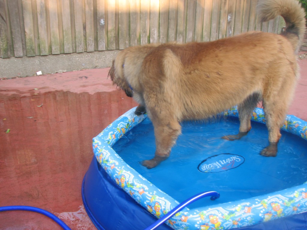 Our Leonberger standing in a blue kiddie pool
