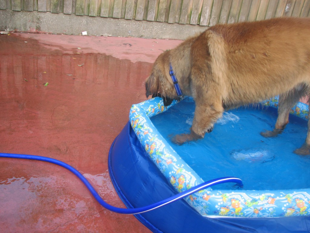 Our Leonberger standing in a blue kiddie pool