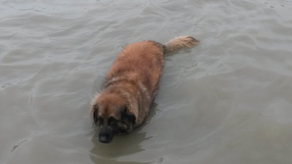Leonberger dog swimming in a lake