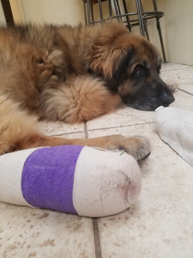 Close up of a bandage on one of Bronco’s paws with Bronco in the background.