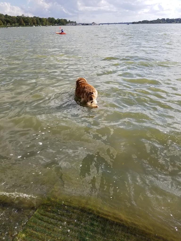 Leonberger dog walking into water. There is a canoe in the background.