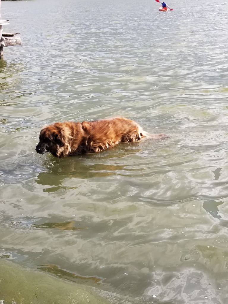Leonberger dog walking out of a lake. There is a canoe in the background.