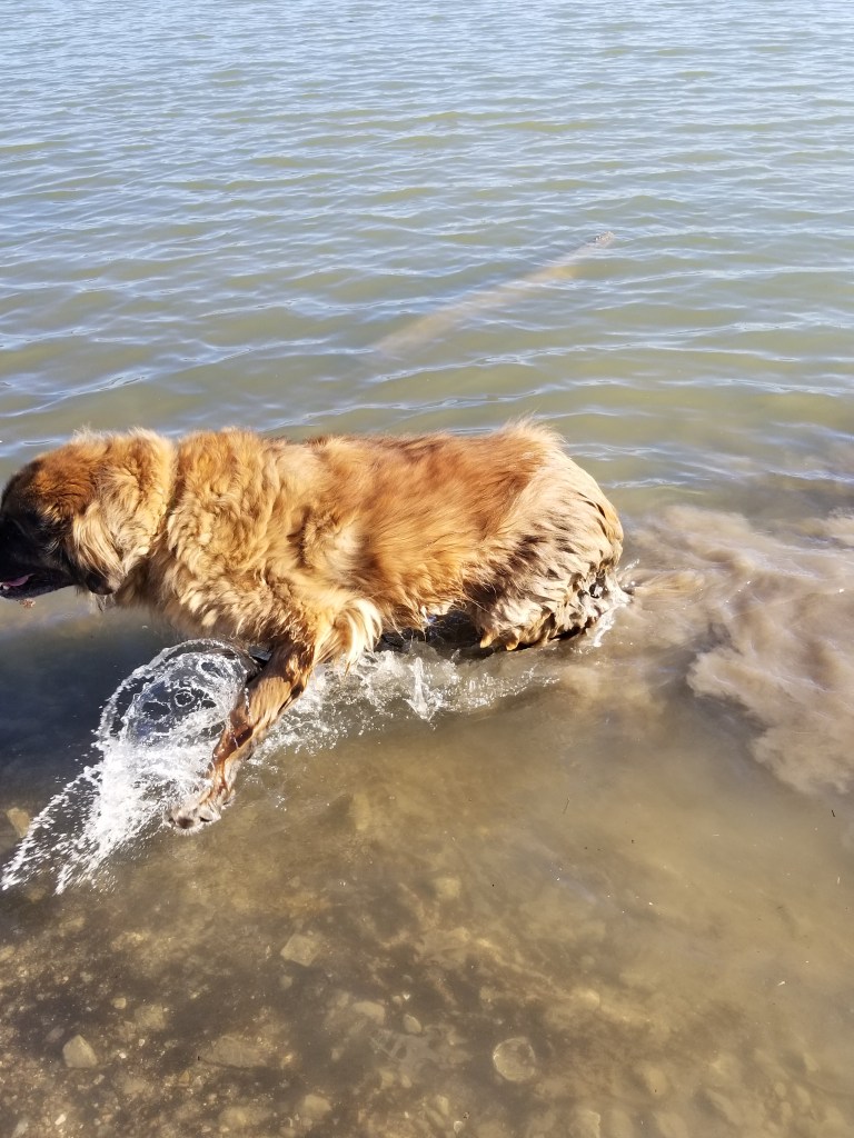 Leonberger dog walking out of a lake