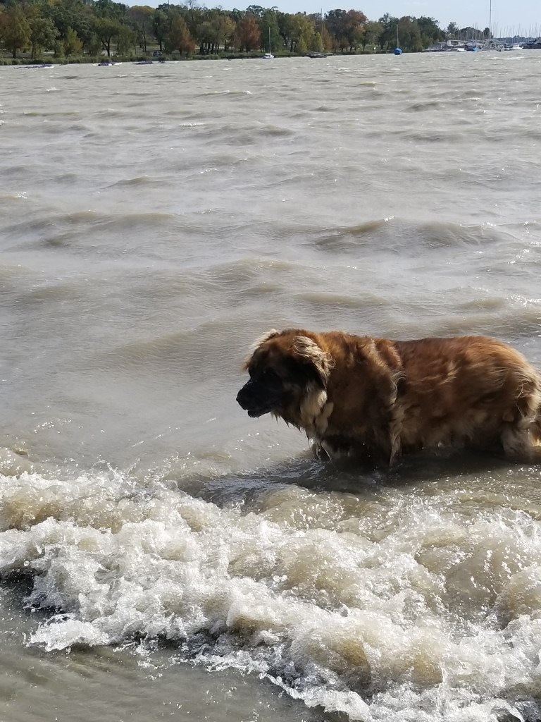 Leonberger dog walking out of a lake