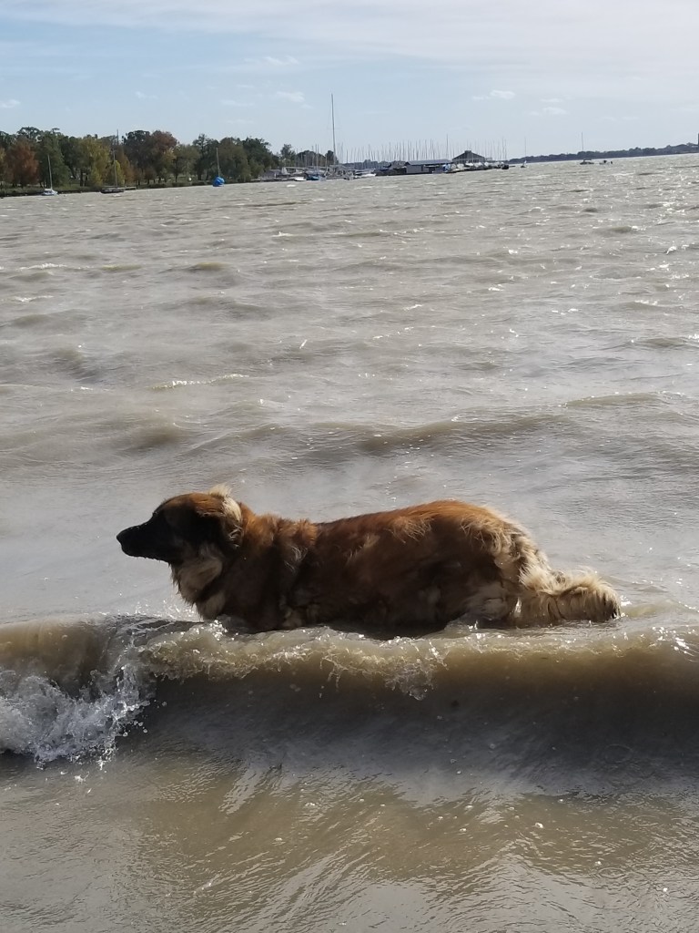 Leonberger dog walking out of a lake