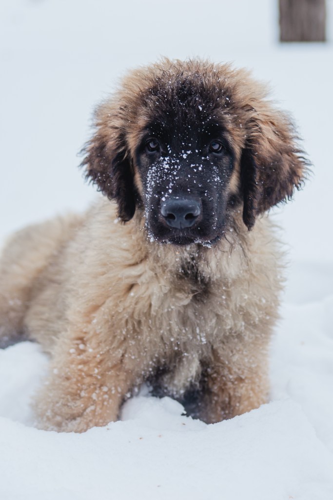 A Leonberger puppy standing in the snow.