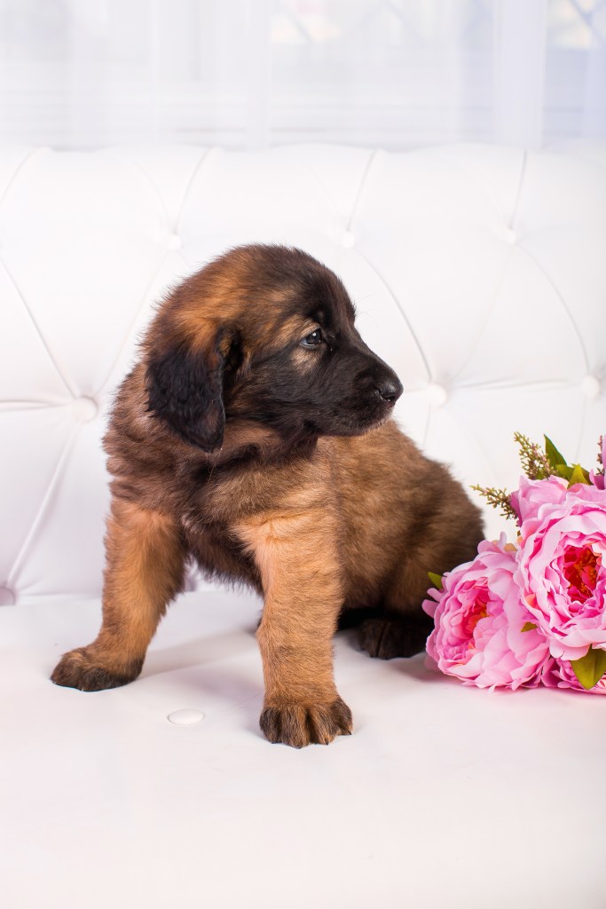 A Leonberger puppy sitting on a white floor next to pink flowers.