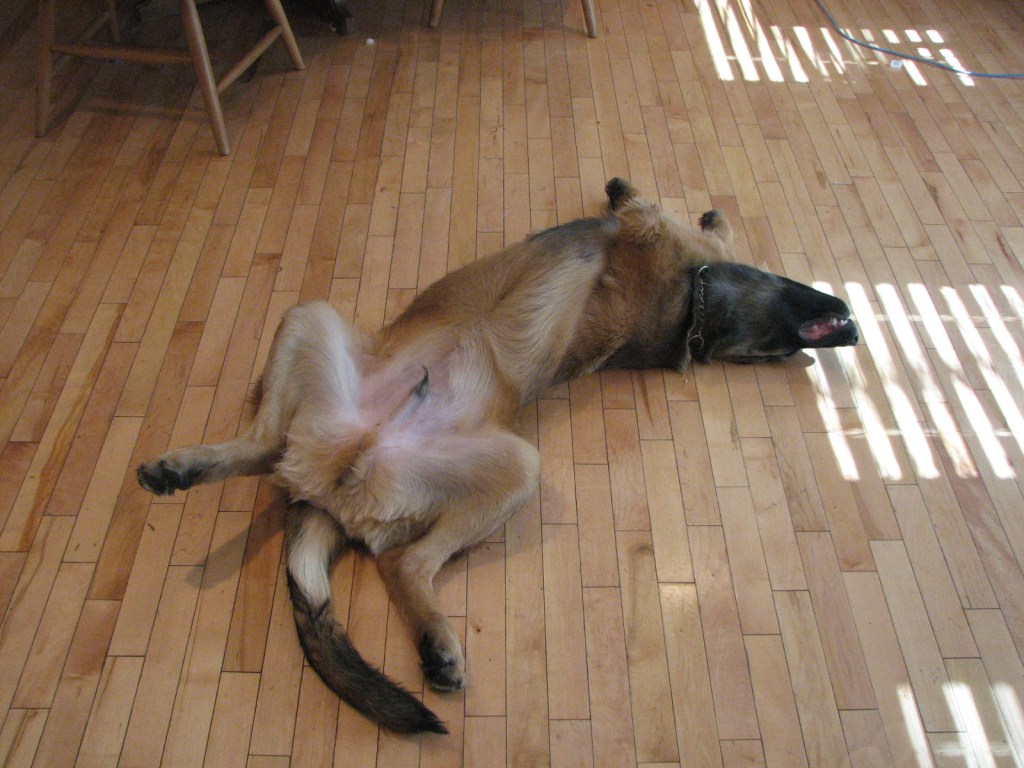 Our Leonberger Bronco about 9 months old is lying on his back on the floor.