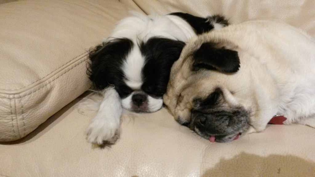 Our black and white Japanese Shin Ryu (left) sleeping next to our beige pug Daisy (right).