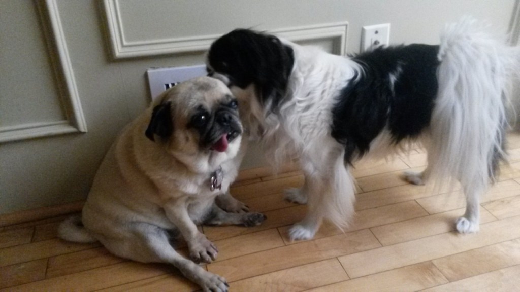 Our black and white Japanese Shin Ryu (right) licking our pug Daisy’s ear (left).