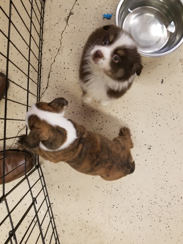 Photo shows a little mini-Australian Shepherd puppy on top. He is looking up at us. Right below him is an English Bulldog puppy.