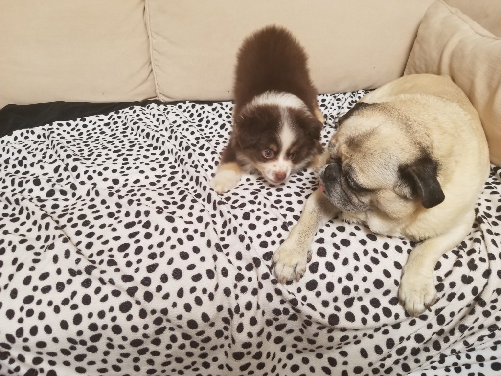 The photo shows our pug Daisy on the right and our little mini-Australian Shepherd puppy Rollo on the left. They are on the sofa.