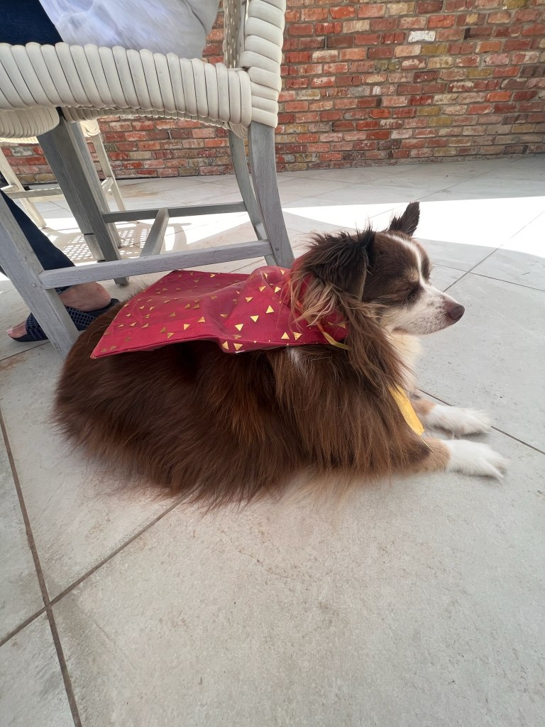 A mini-Australian Shepherd sitting on the patio floor.
