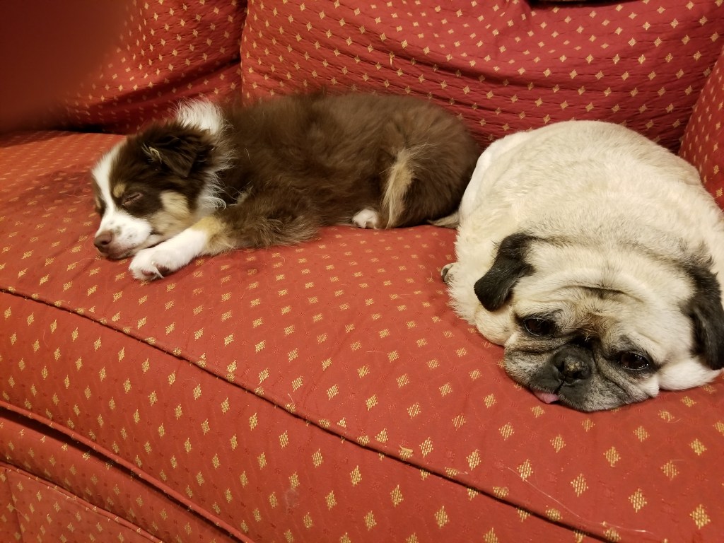 Our mini-Australian Shepherd Rollo on the left. Our pug Daisy on the right. 