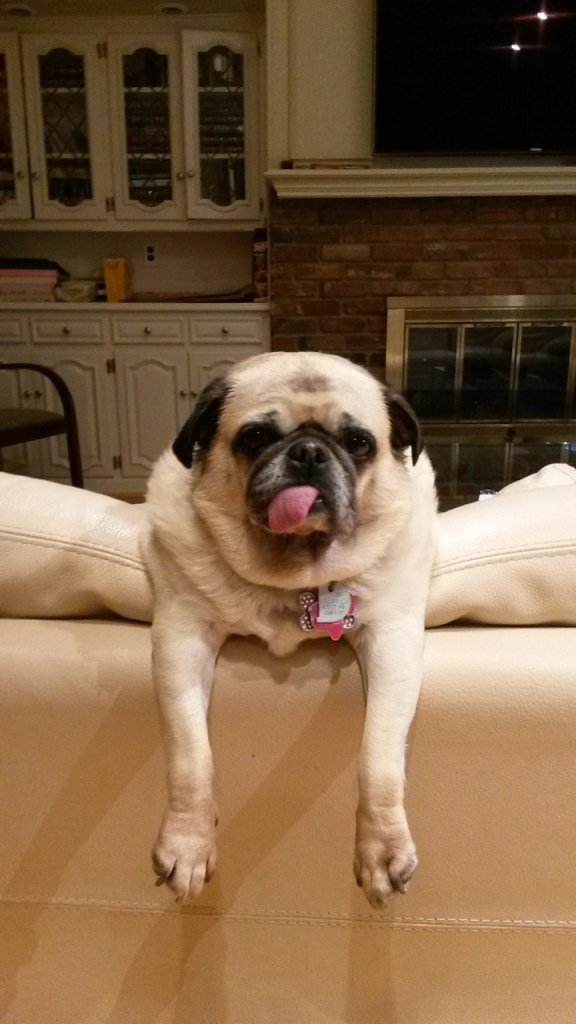 Our pug Daisy on top of the sofa. Her legs are dangling over the sofa and her tongue is out.
