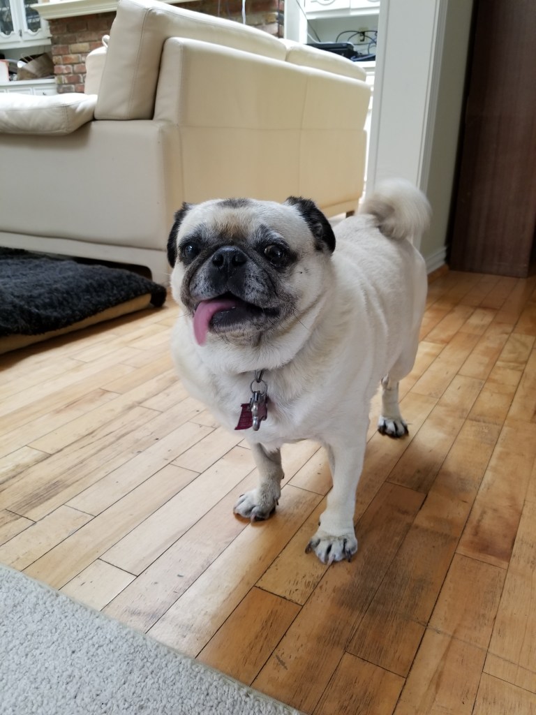 Our pug Daisy is stranding on the wood floor.