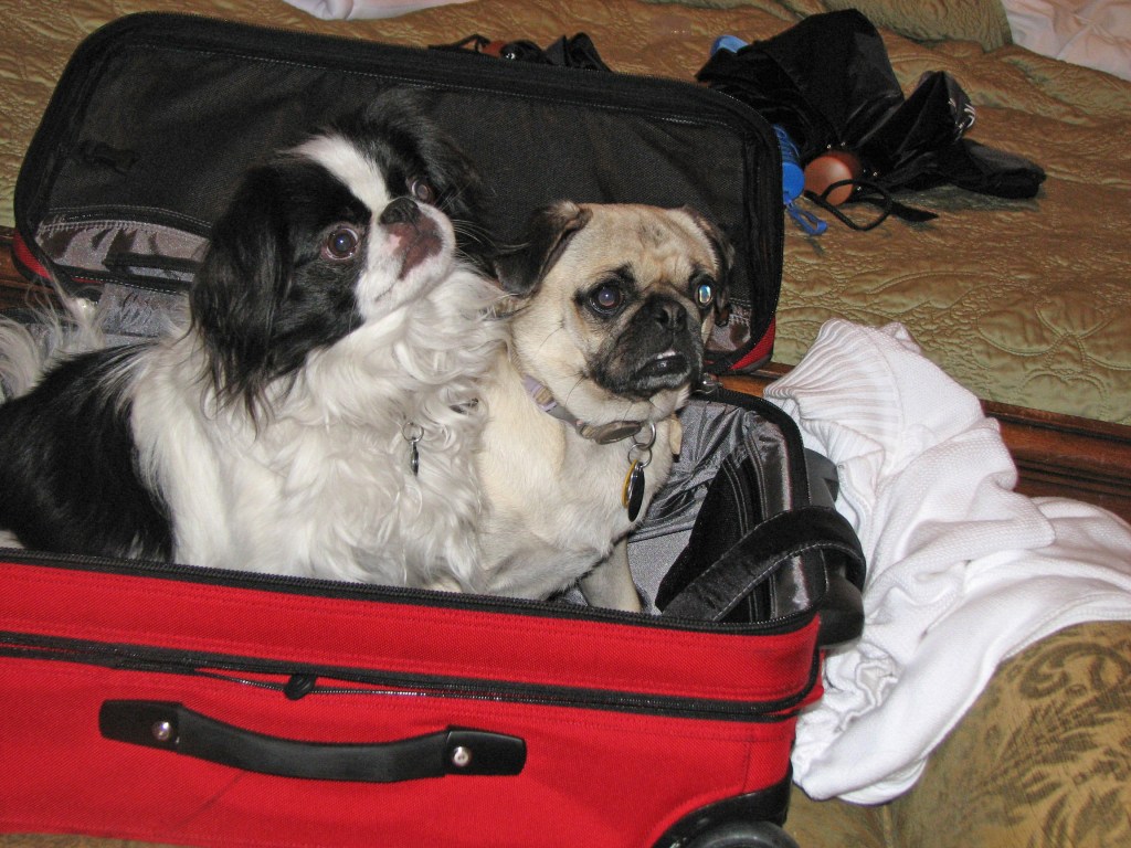 Our Japanese Shin Ryu is on the left and our Pug Daisy on the right. They are sitting in our red suitcase.