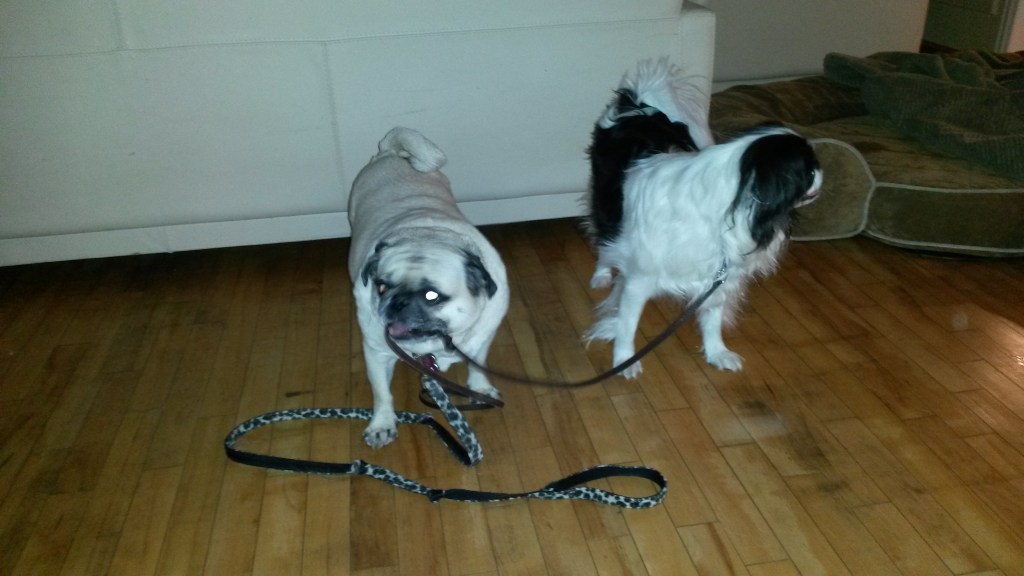 Our Pug Daisy is holding Ryu’s leash in her mouth. Ryu is our Japanese Shin.