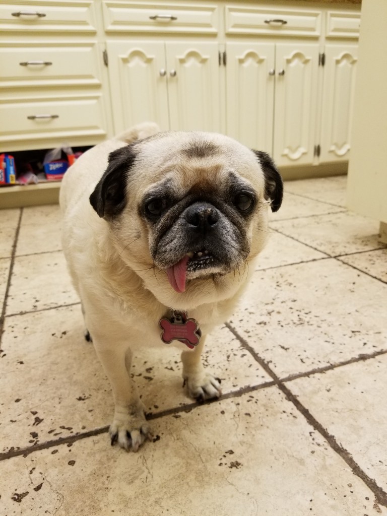 Daisy our pug is standing on kitchen floor tiling.