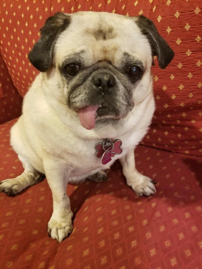 Daisy our pug is sitting on a red sofa.
