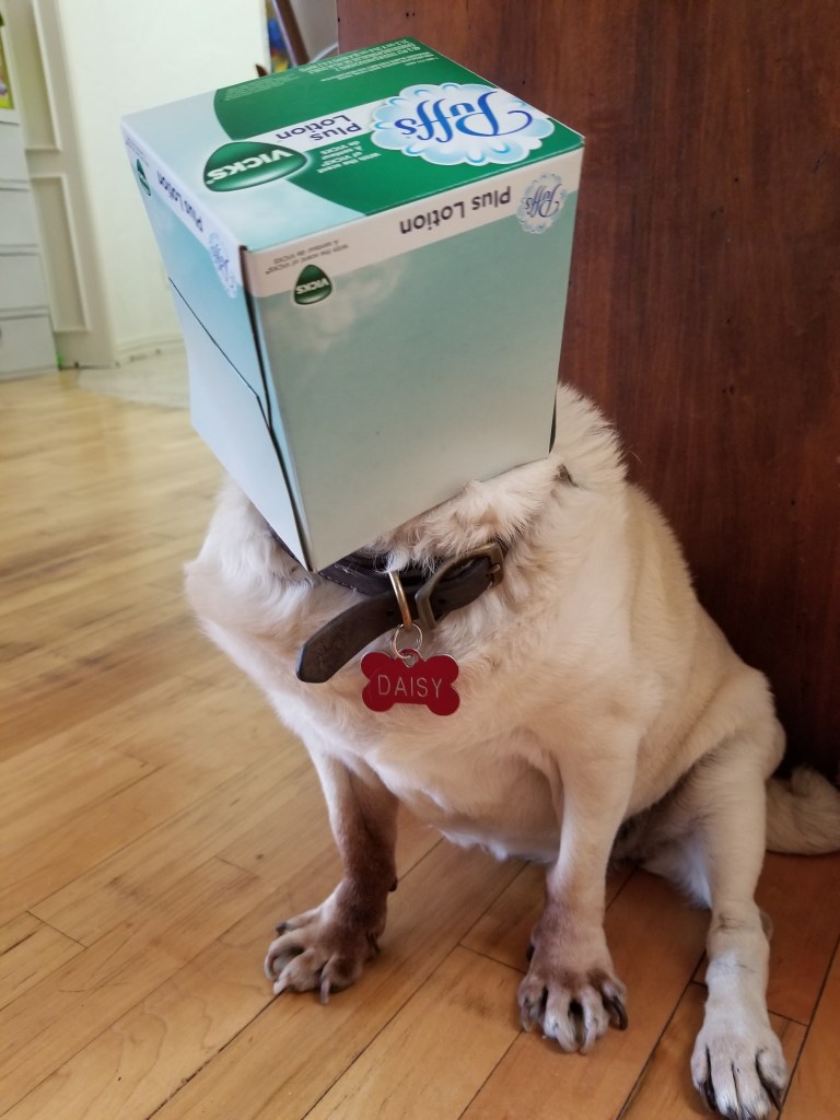 Daisy our pug has a tissue box over her head.