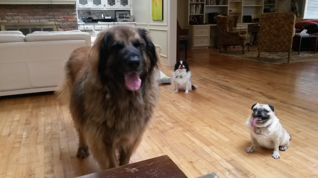 From left to right, Bronco, Ryu, Daisy.