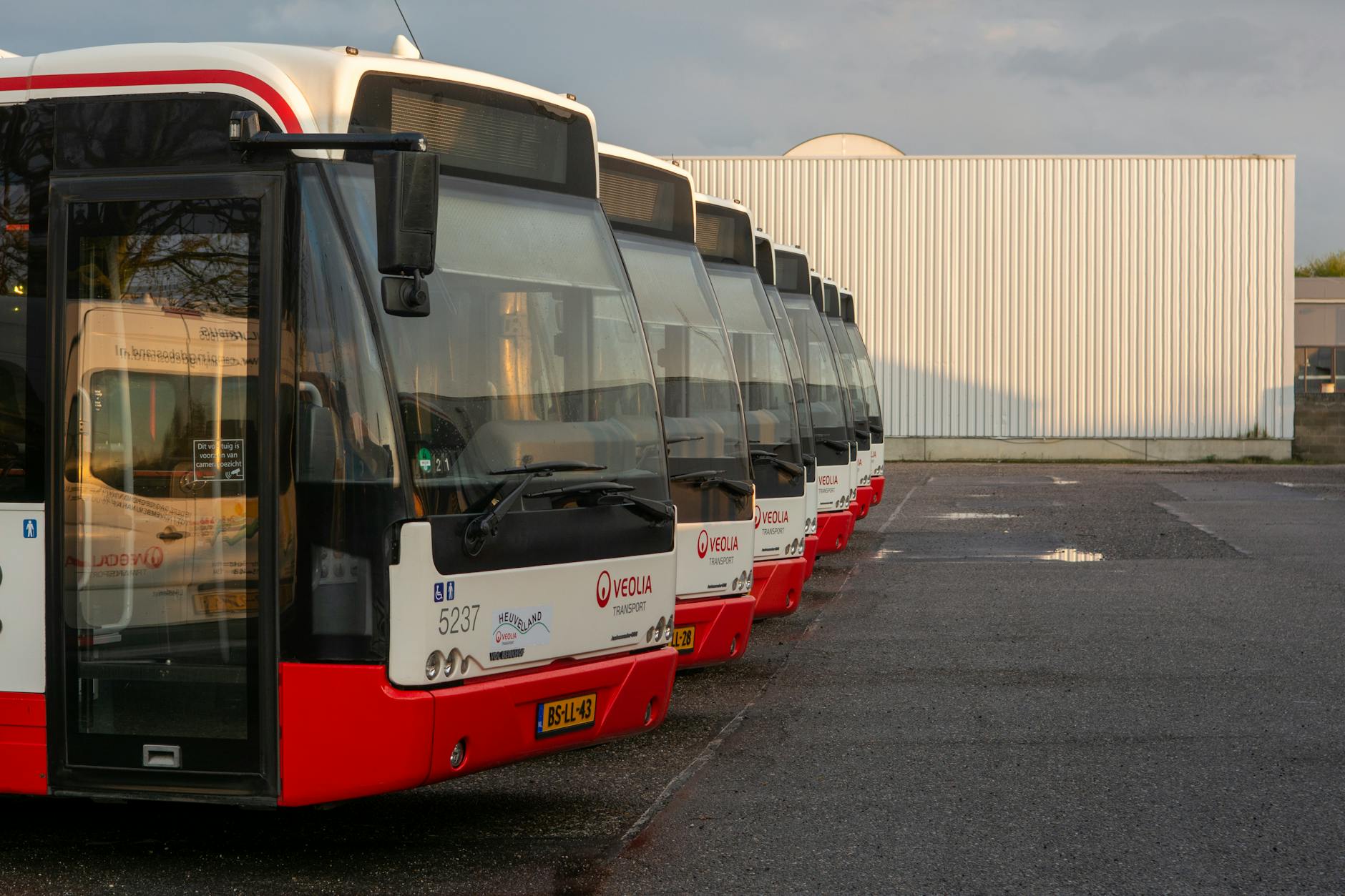 A line of buses