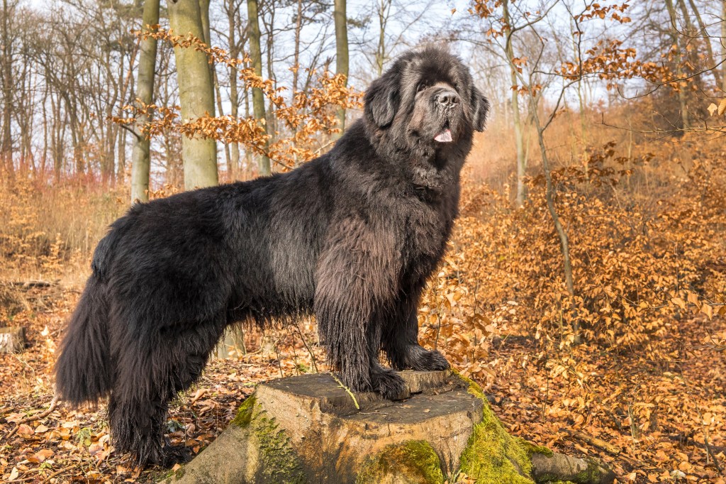 Black or dark brown New Foundland Dog with a colorful autumn forest in the background.