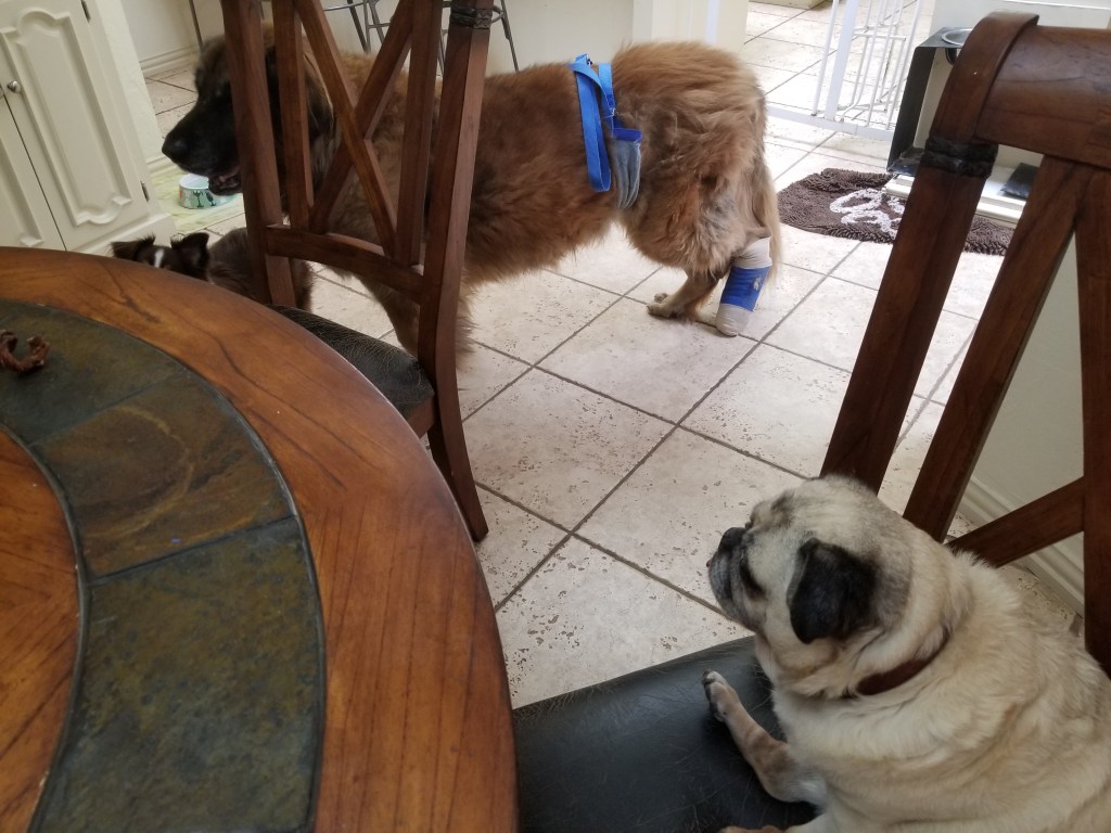 Our Leonberger Bronco is in the background. Our pug Daisy is sitting on a chair in the kitchen.