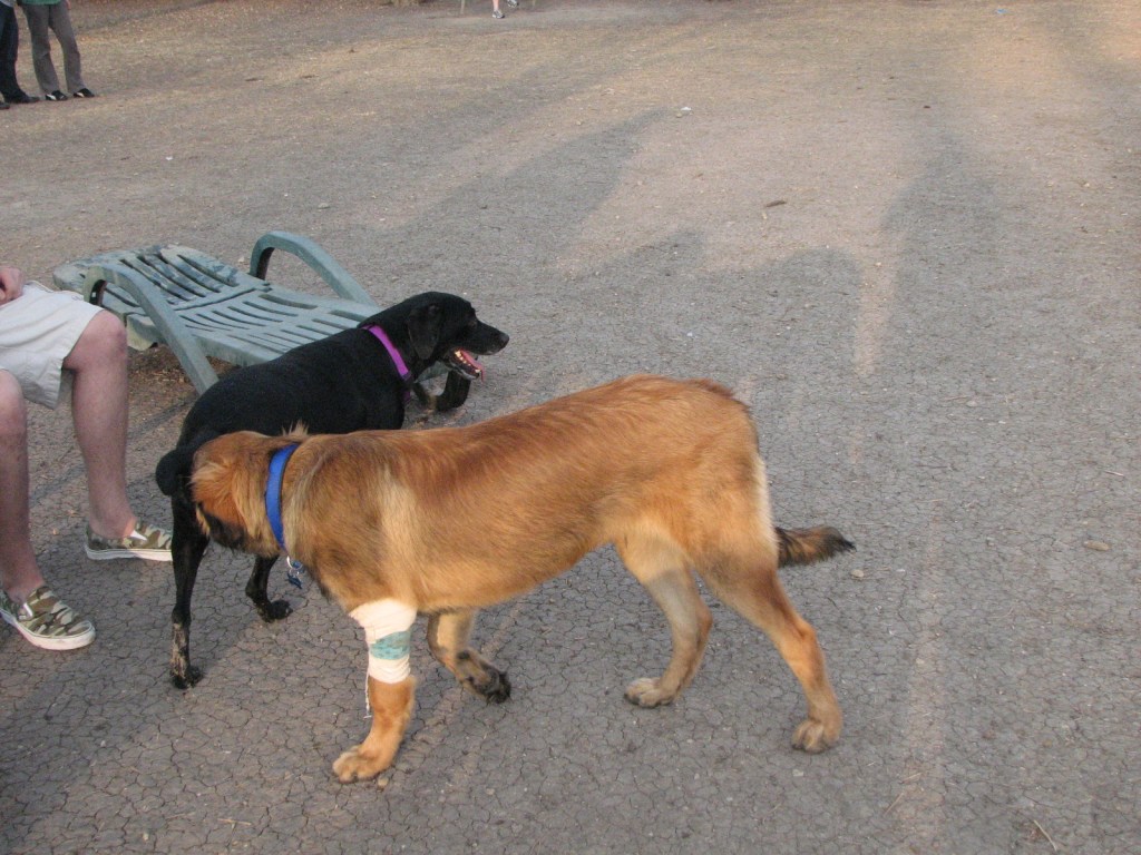 A Leonberger is sniffing a black dog. It is probably a black lab.