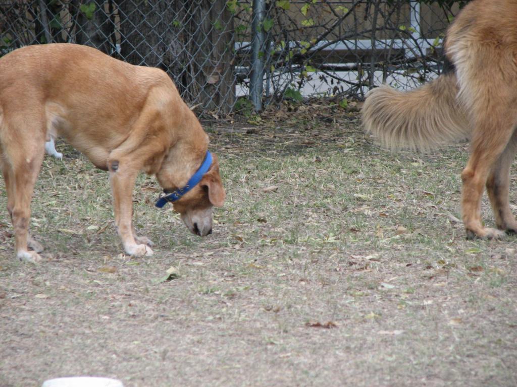 Our Labrador Baylor on the left. Our Leonberger Bronco on the right but you can only see his behind.