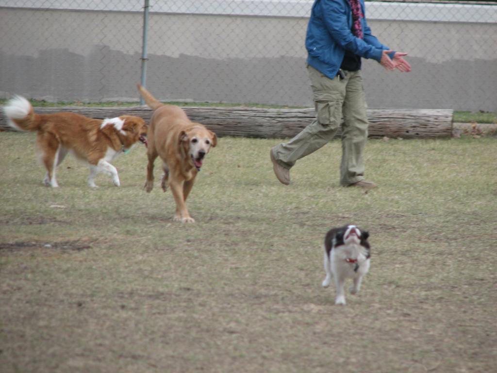 Our Labrador Baylor slightly on the left running towards the camera. He has a gray face from old age. There is another dog to left of him. Our Japanese Chin Ryu is also running towards the camera but slightly more to the right.