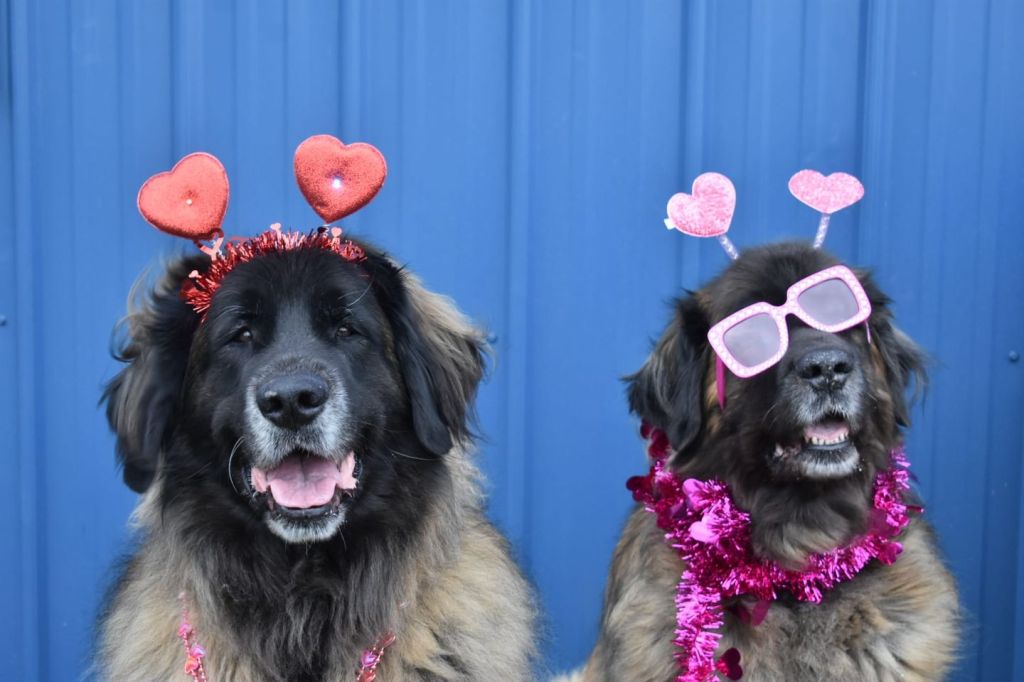 Two Leonbergers wearing festive hats and glasses.