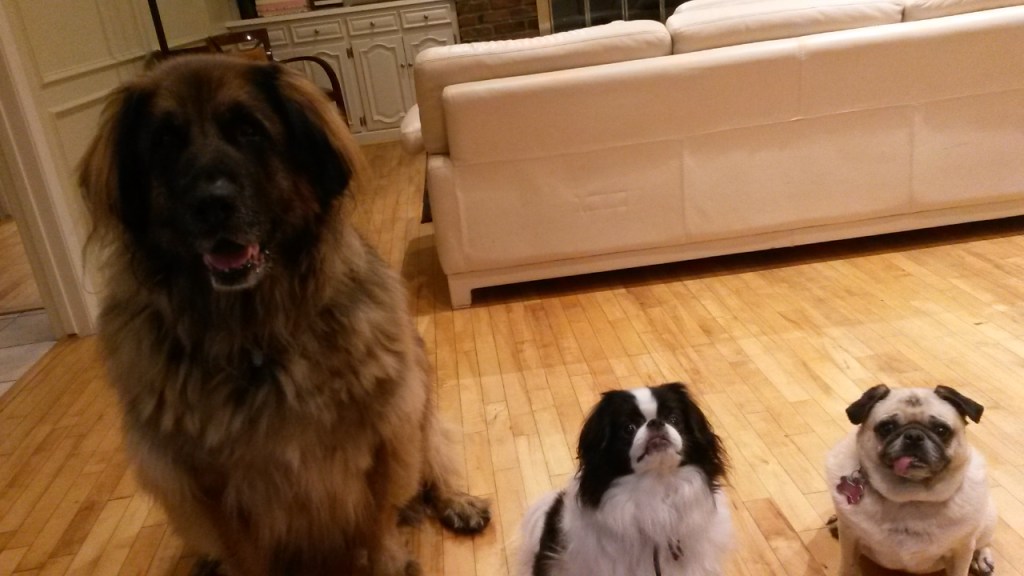 From the left to the right: Our Leonberger Bronco, our Japanese Chin Ryu, and our pug Daisy.