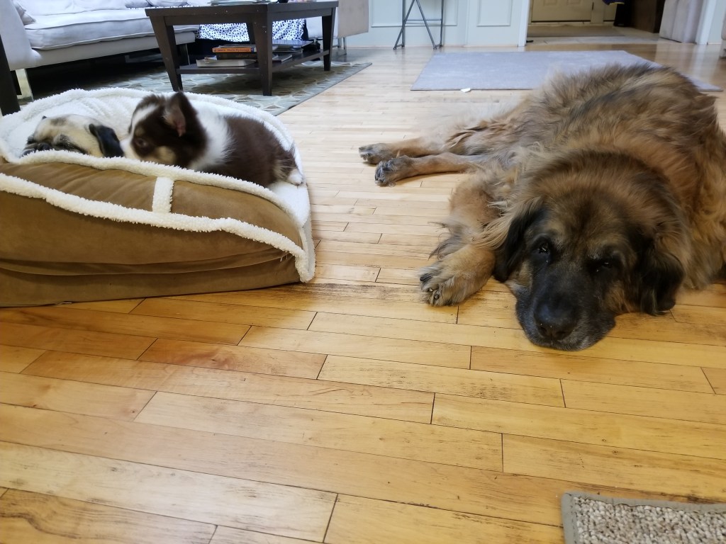 On the left, our pug Daisy and our mini-Australian Shepherd puppy Rollo. They are in a dog bed. On the right is Bronco our Leonberger who is lying on the floor.